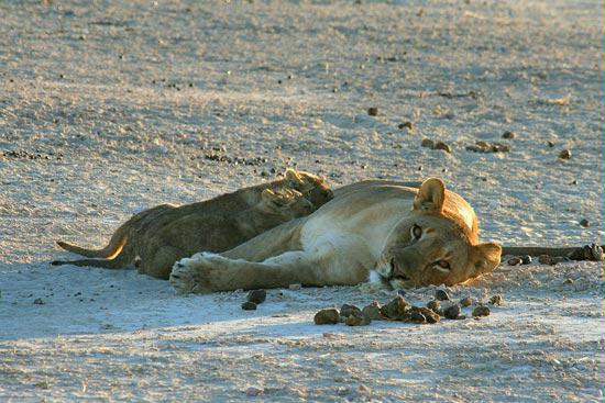 Lioness and cubs, Etosha, Namibia